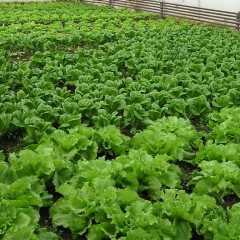 The Mighty Leaf Vegetable