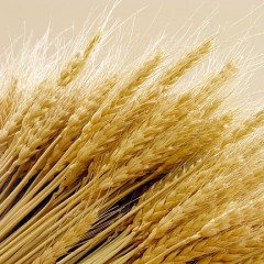 Is going gluten-free always necessary?